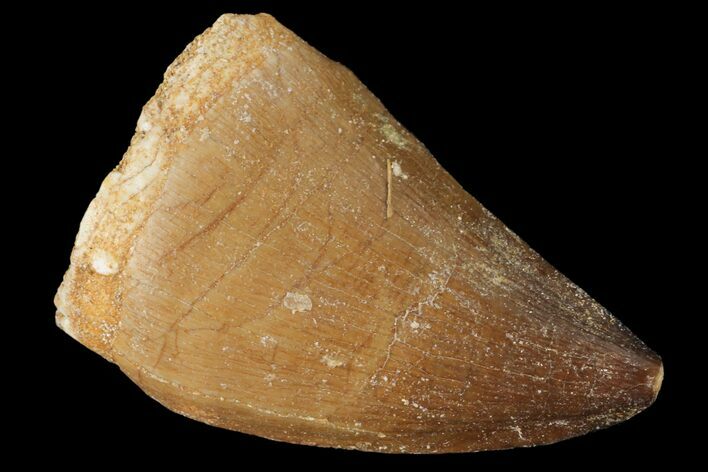 Mosasaur (Prognathodon) Tooth - Morocco #101053